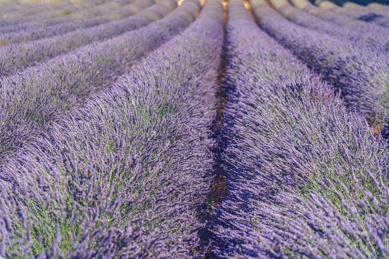 Charming Lavender