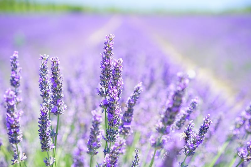 Lavender Floral Arrangement